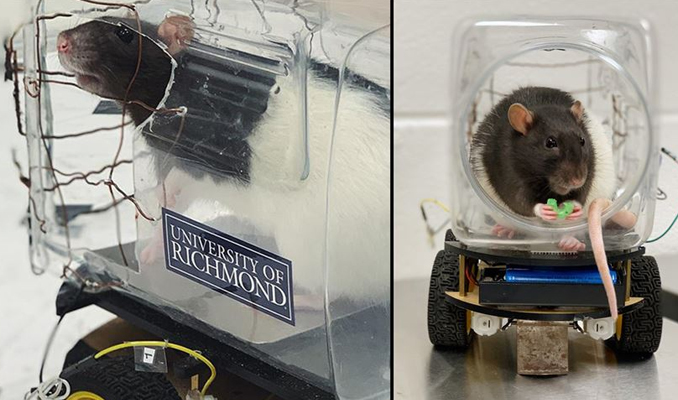 Bilim insanları farelere araba sürmeyi öğretti