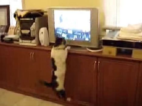 Kedi TV'ye atlıyor